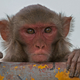 Un macaco Rhesus. Foto: J.M.Garg / Wikimedia Commons